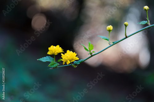 Pleniflora, kerria japonica, pojedyncza gałązka z dwoma kwitnącymi żółtymi kwiatami i pąkami kwiatów photo