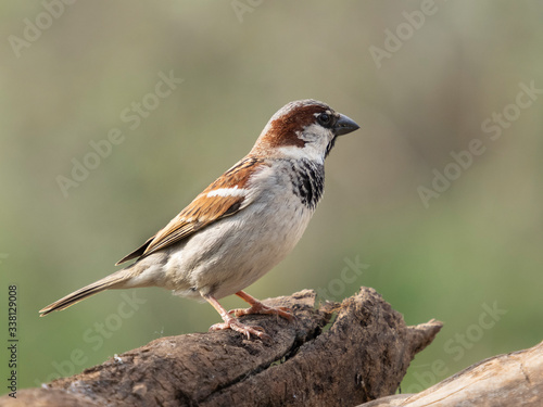 Gorrión macho, de perfil, posado enun tronco de madera..