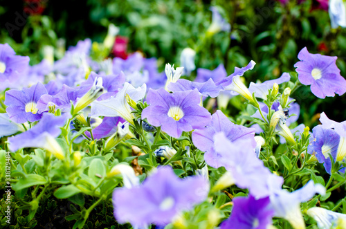 Wunder sch  ner gepflegter Garten