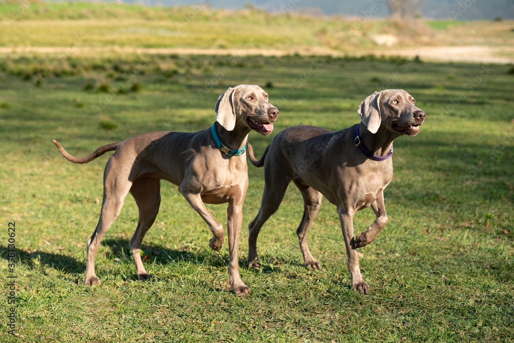 Two weimaraner dogs in the forest. Two weimaraner dogs in the forest.