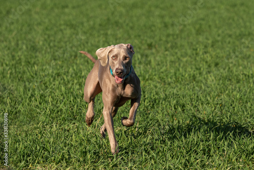 A weimaraner dog running through nature.