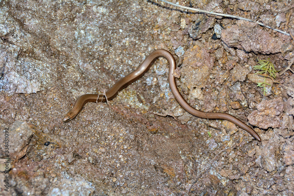 A long  blindworm on earth