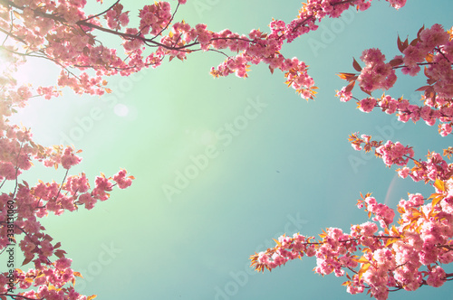 Cherry trees in bloom against sky - spring dreamy background