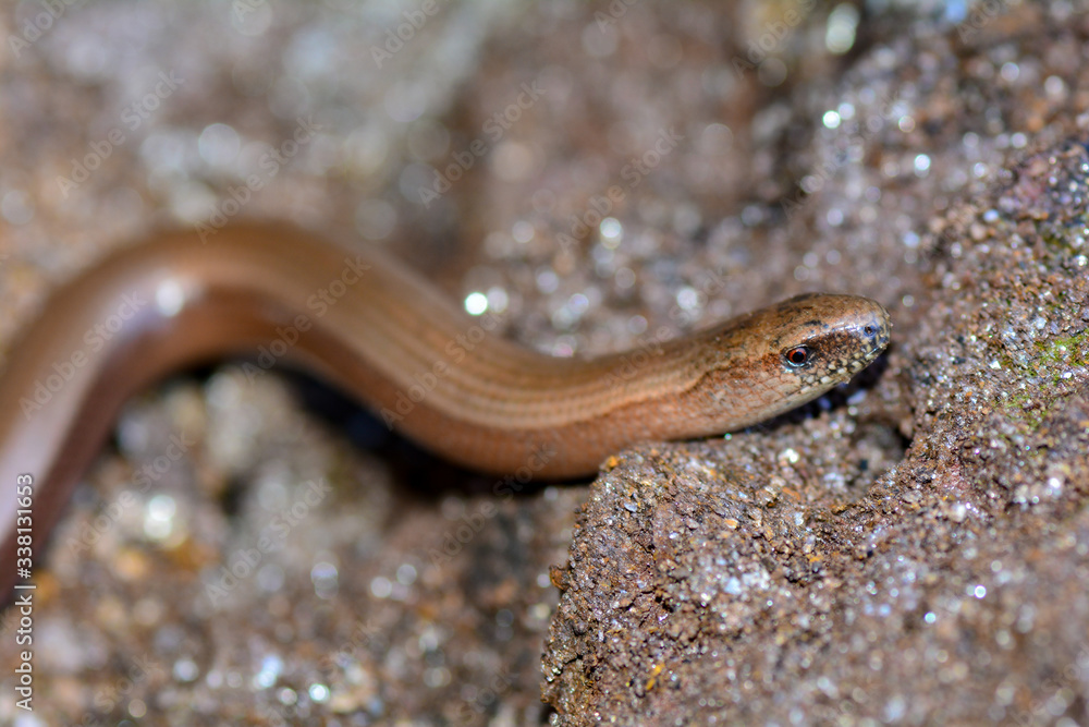 The head one a blindworm on earth The head one a blindworm on earth