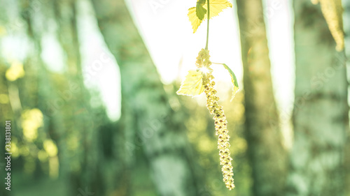 Fototapeta Naklejka Na Ścianę i Meble -  las z bliska