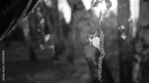 Fototapeta Naklejka Na Ścianę i Meble -  wiosna w lesie