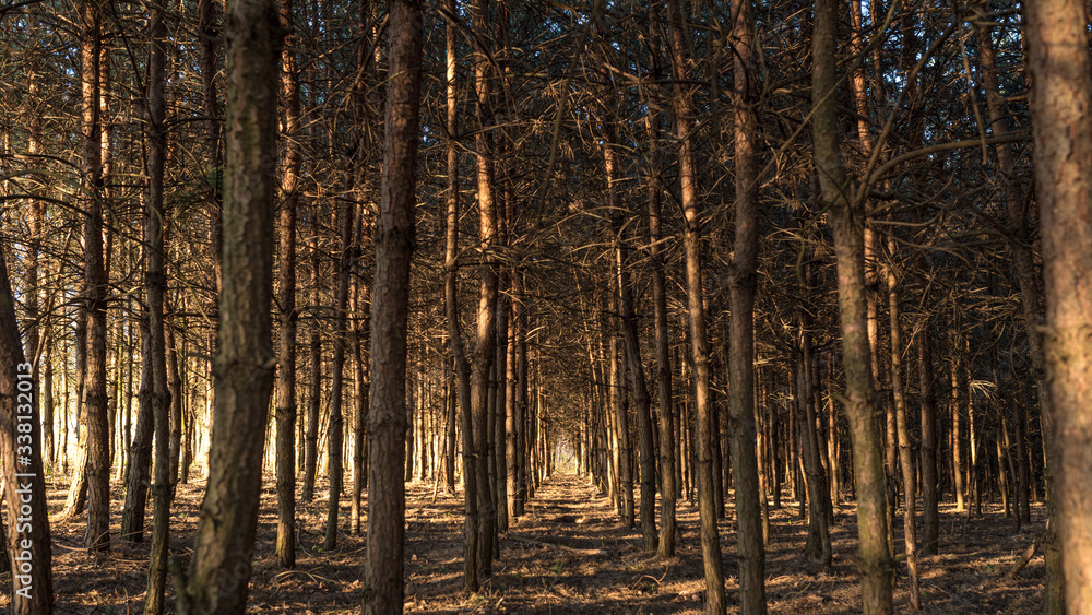 Fototapeta premium las iglasty Polska, Śląsk