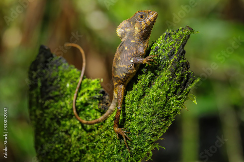 Female smooth helmeted iguana  Corytophanes cristatus  sitting on a stump