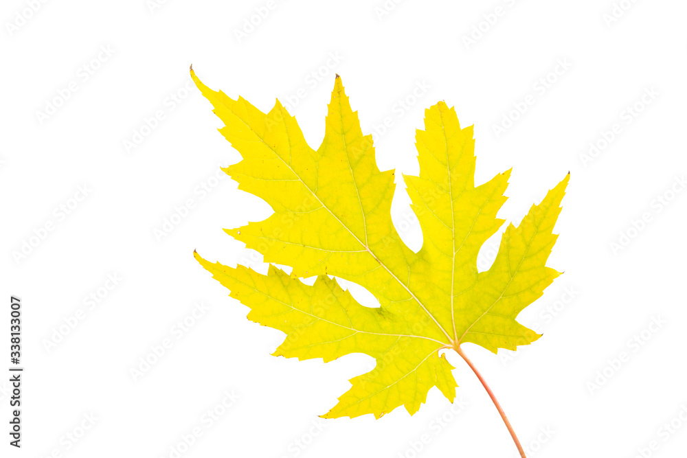Fototapeta premium autumn leaves isolated
