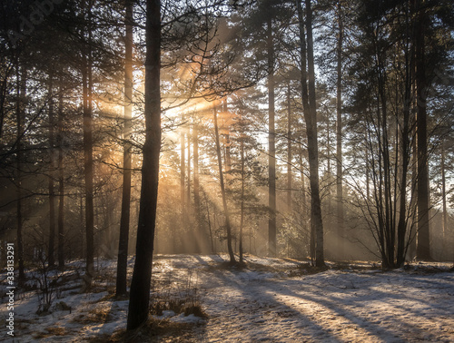 A cold winter day on the forest. Light rays coming behind the trees.