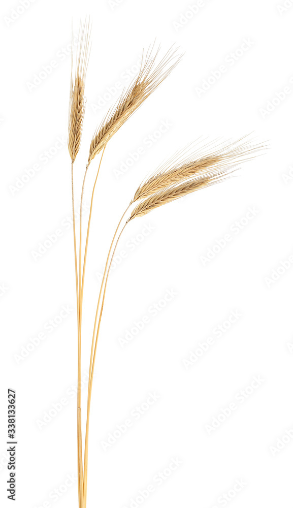 Spikelets of ripe rye isolated on a white background. Rye ears.