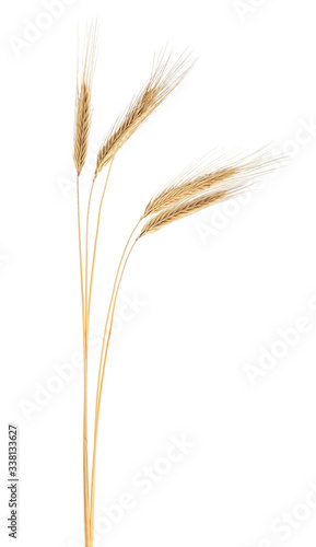 Spikelets of ripe rye isolated on a white background. Rye ears.