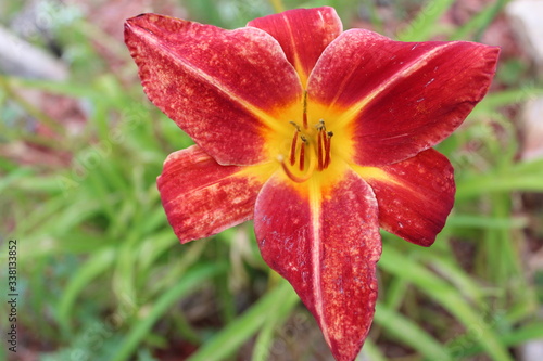 Baja daylily 