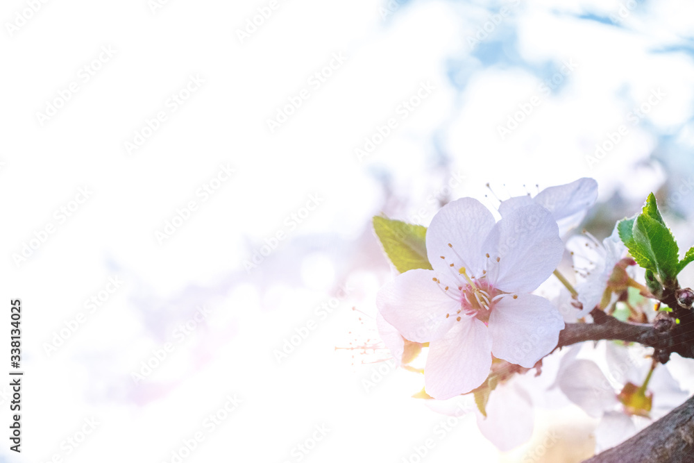 May flowers. Spring blossom and April floral nature background. Beautiful floral spring abstract pastel backdrop of nature. Soft focus. Macrophotography.