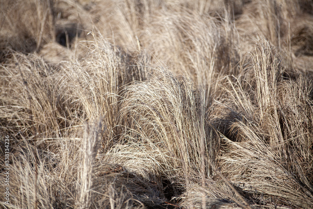 Dry grass in the field. Beautiful background of grass swaying from the wind. Spring weather. Desktop wallpaper. The texture of dry field plants. Dry grass in the field. Beautiful background of grass swaying from the wind. Spring weather. Desktop wallpaper. The texture of dry field plants.