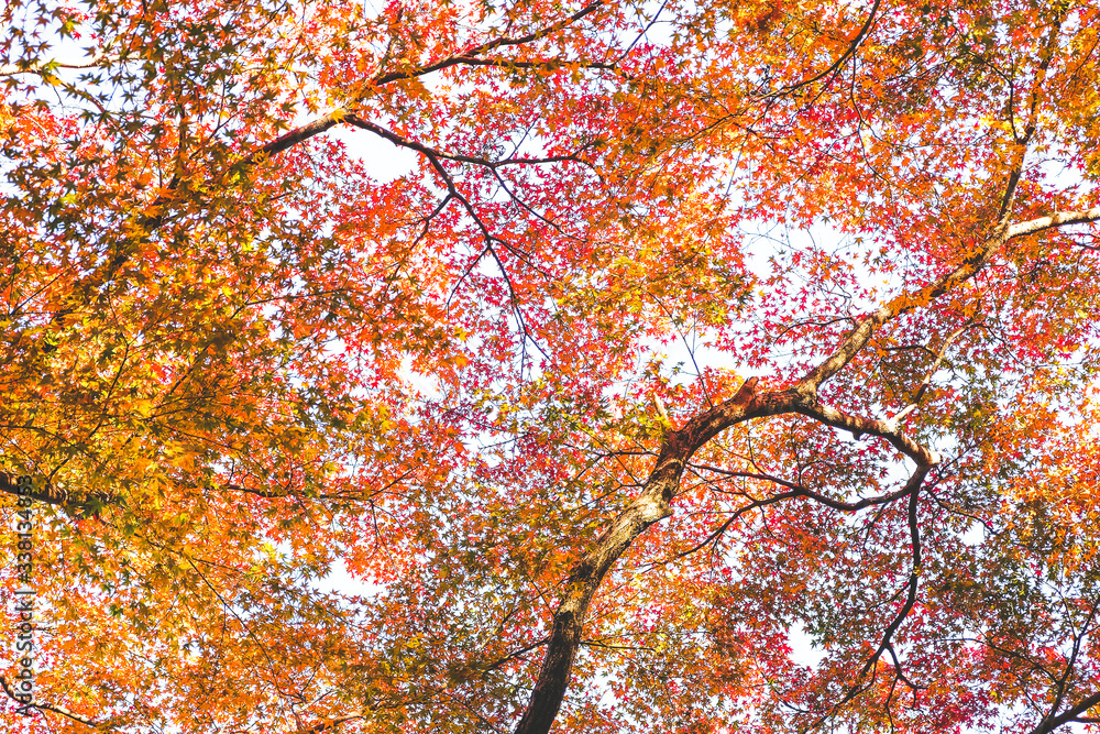 Yellow-red maple flowers that bloom throughout the tree. Nature Background. Yellow-red maple flowers that bloom throughout the tree. Nature Background.
