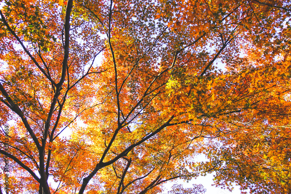 Leaves changing colors in Japan There are both green, yellow and red that are flowering for the past tourists to watch, Japan. Leaves changing colors in Japan There are both green, yellow and red that are flowering for the past tourists to watch, Japan.