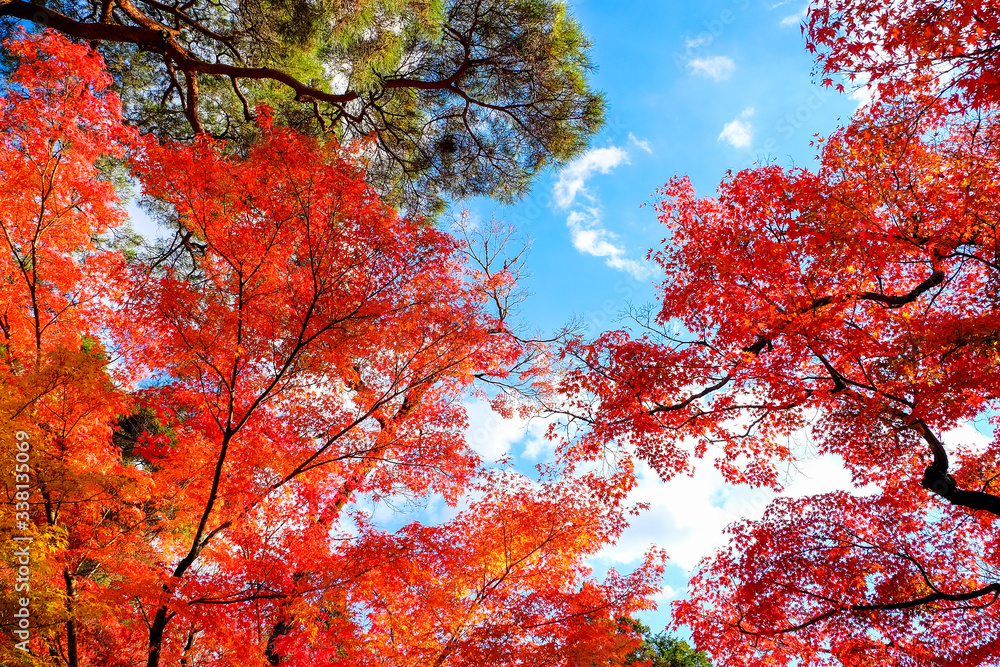 Leaves changing colors in Japan There are both green, yellow and red that are flowering for the past tourists to watch, Japan. Leaves changing colors in Japan There are both green, yellow and red that are flowering for the past tourists to watch, Japan.