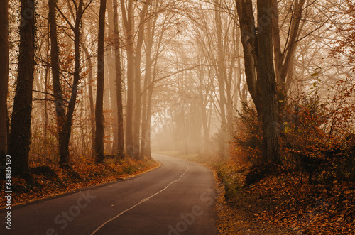 Verliebter Wald im Herbst