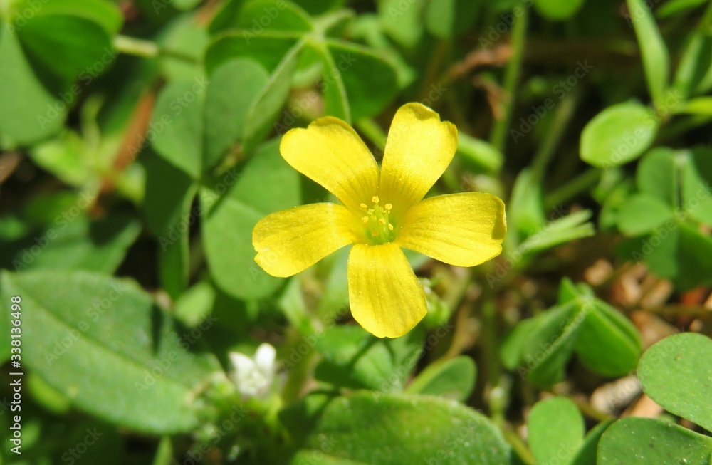 Yellow oxalis flower in Florida wild, closeup Yellow oxalis flower in Florida wild, closeup