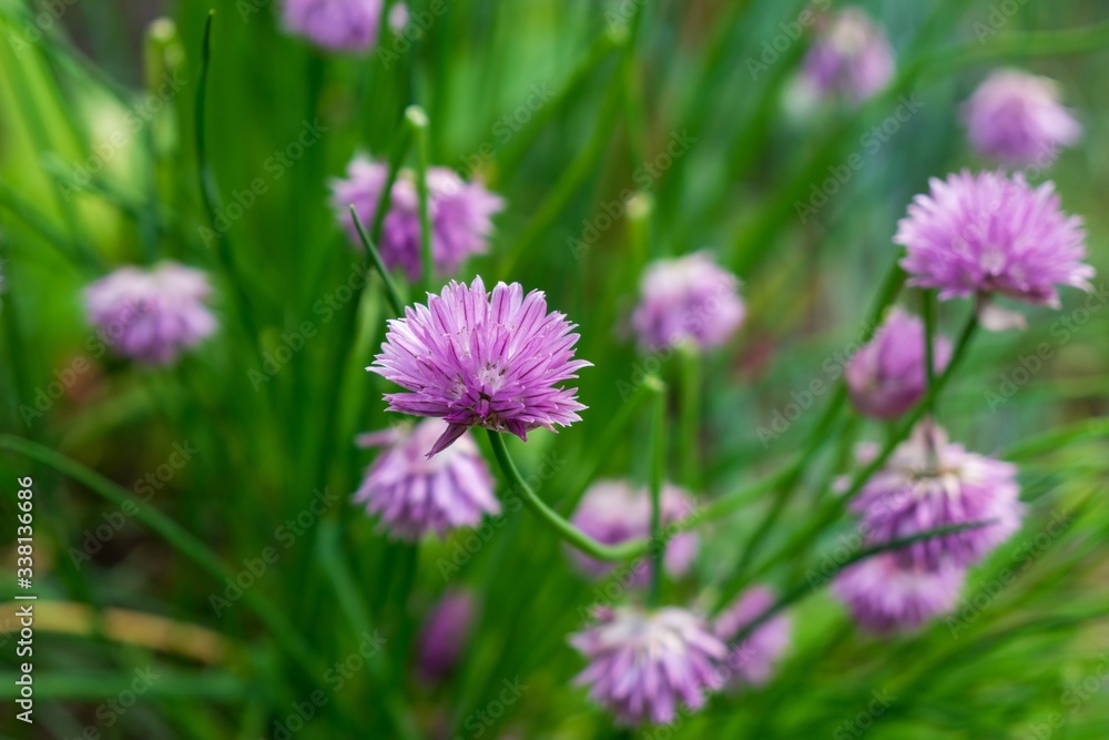 Purple and blue Gilliflowers in the grass. Slovakia Purple and blue Gilliflowers in the grass. Slovakia