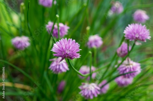 Purple and blue Gilliflowers in the grass. Slovakia