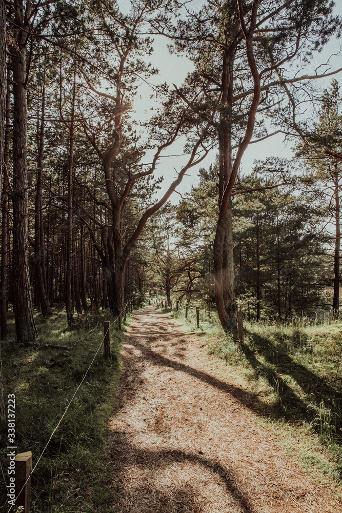 Obraz premium Bäume in den Dühnen