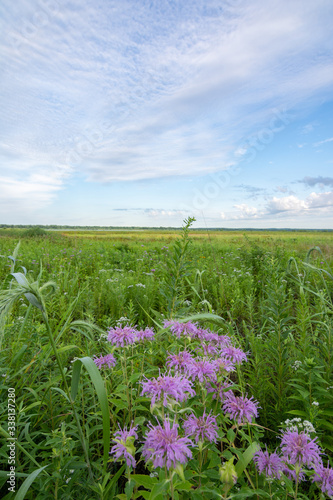 summer wildflowers