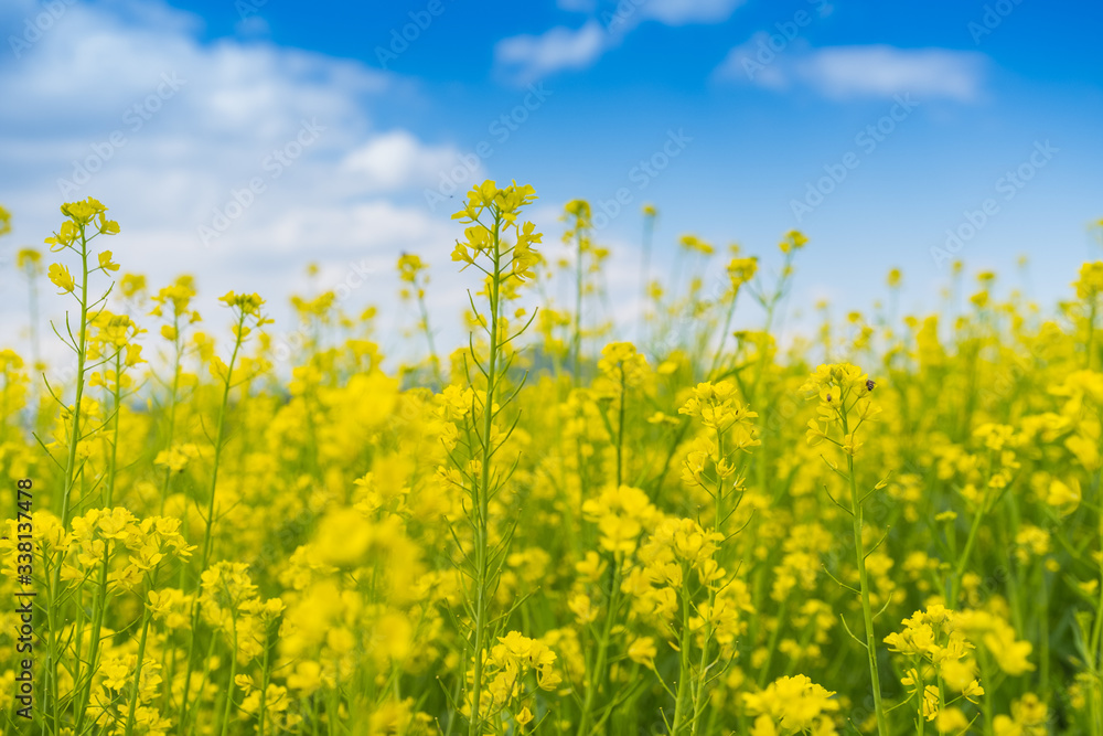 Little yellow flowers with blue sky background. Little yellow flowers with blue sky background.