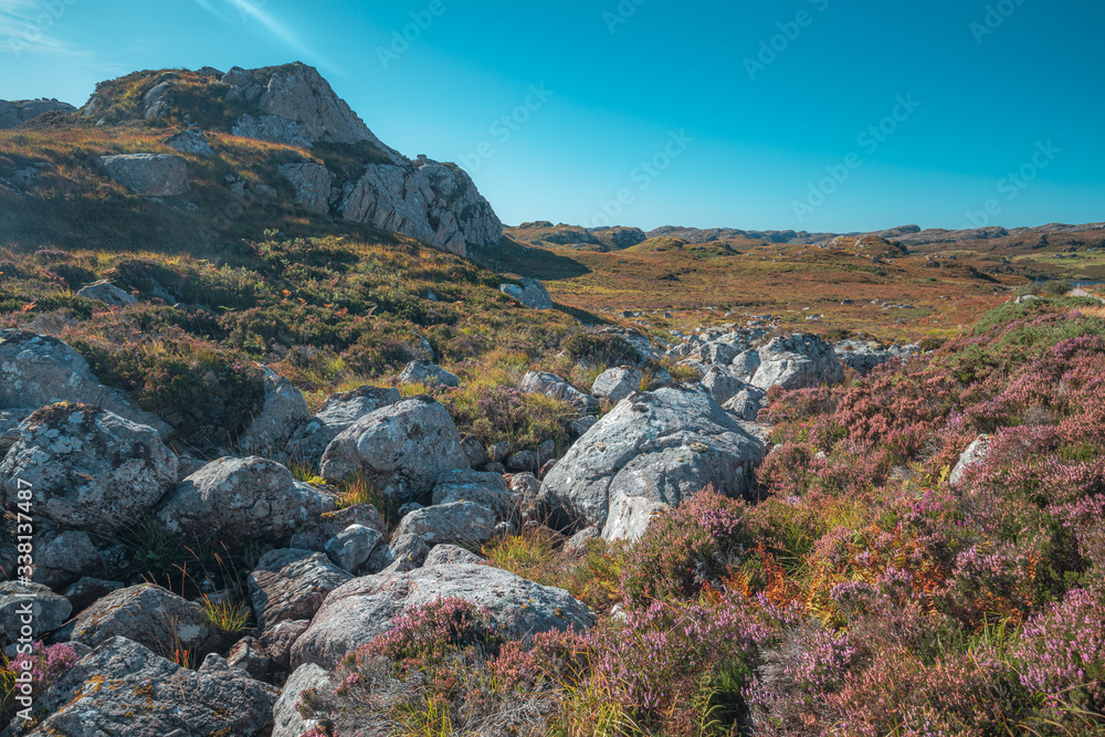 Obraz premium Rocks and Blooming Heather in Scotland