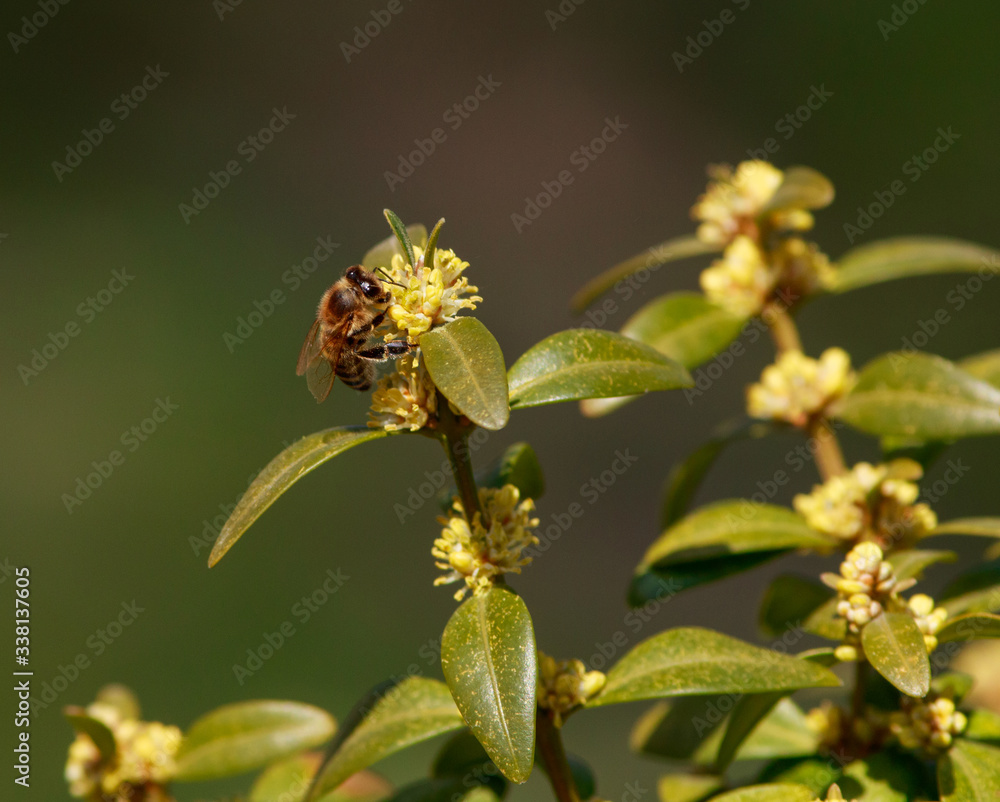 Close-up honey bee collecting pollen in summer garden with flowering plants Close-up honey bee collecting pollen in summer garden with flowering plants