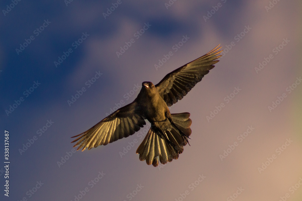 Obraz premium Ave en vuelo 