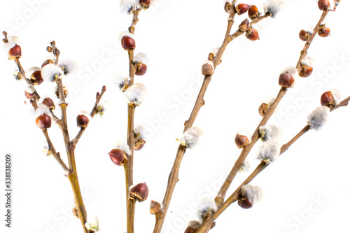 Blooming Willow isolated on white background