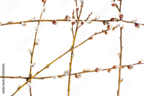 Blooming Willow isolated on white background