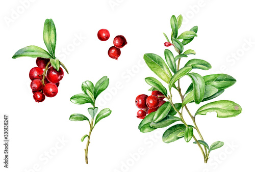 Hand drawn watercolor set of autumn Cowberry.