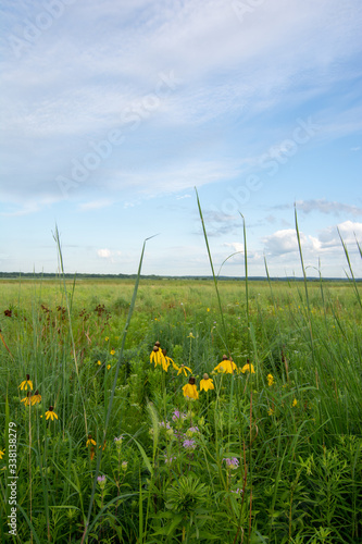 Blooming yellow Prairie Coneflowers at dawn in Dixon Waterfowl Refuge.  Putnam County, Illinois, USA
