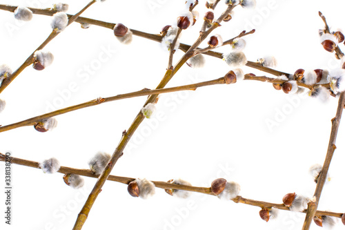 Blooming Willow isolated on white background