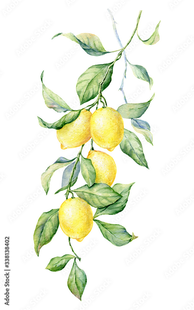 Obraz premium Brunch of Lemon. Watercolor botanical illustration. Beautiful hand drawn texture.
