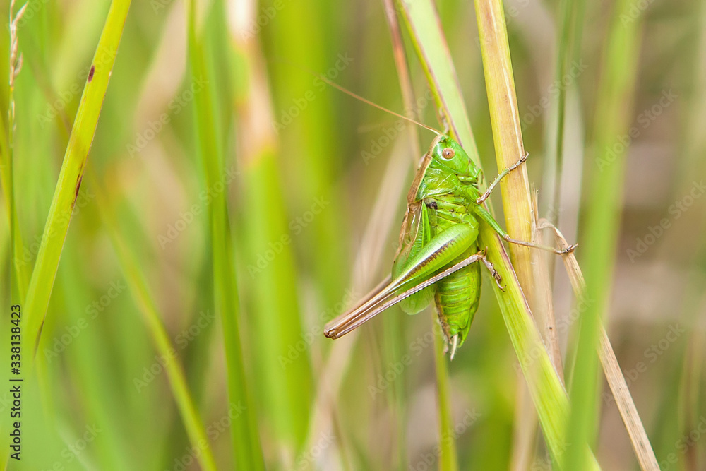 Punktierte Zartschrecke, Leptophyes punctatissima Punktierte Zartschrecke, Leptophyes punctatissima