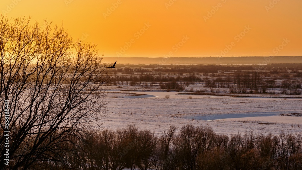 Beautiful sunset with a soaring bird over a snowy plain and tree branches