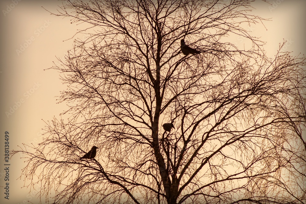 Obraz premium Landscape with silhouettes of birds on a tree against a twilight sky