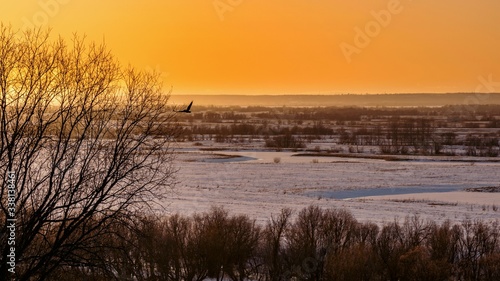 Beautiful sunset with a soaring bird over a snowy plain and tree branches © Aleksandr 44ARH