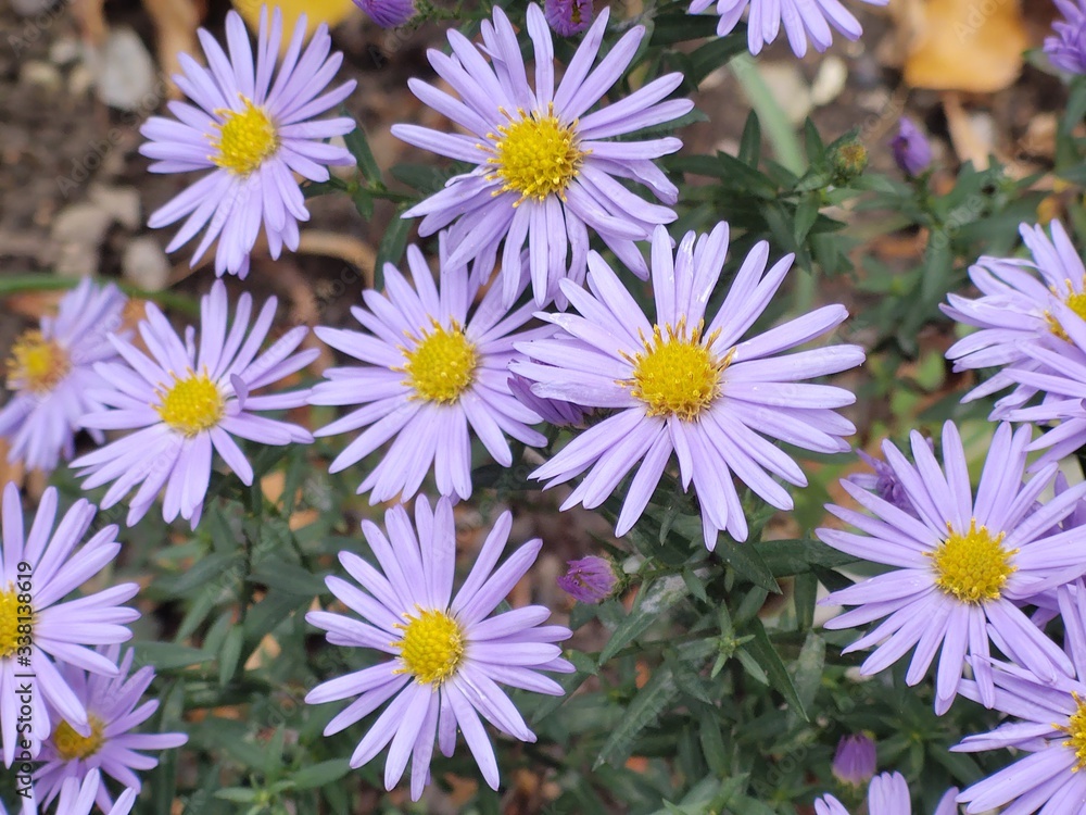 Fototapeta premium Purple and blue Gilliflowers in the grass. Slovakia