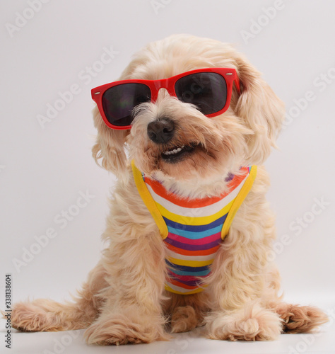 Happy dog with sunglasses © Natallia Vintsik