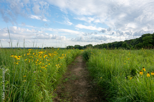 Blooming yellow Prairie Coneflowers at dawn in Dixon Waterfowl Refuge.  Putnam County, Illinois, USA