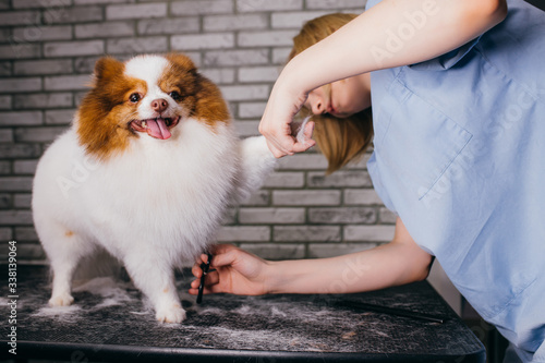 caucasian woman groomer carefully handle with little spitz. beautiful domestic animal calmly going through procedure of hair cutting. grooming concept photo