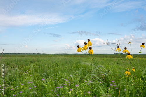 Blooming yellow Prairie Coneflowers at dawn in Dixon Waterfowl Refuge.  Putnam County, Illinois, USA