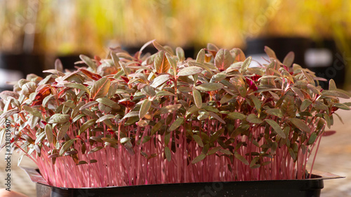 Amaranth microgreens (Amaranthus cruentus)