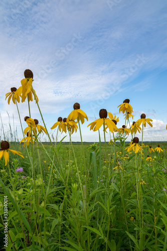 Blooming yellow Prairie Coneflowers at dawn in Dixon Waterfowl Refuge.  Putnam County, Illinois, USA