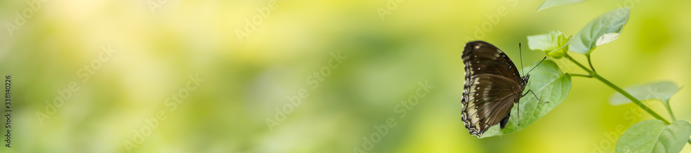 Nature view of beautiful butterfly on green nature blurred background in garden with copy space using as background insect, natural landscape, ecology, fresh cover page concept. Nature view of beautiful butterfly on green nature blurred background in garden with copy space using as background insect, natural landscape, ecology, fresh cover page concept.